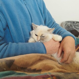 『ドール』ふわふわな毛並みが綺麗な子