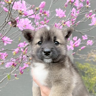 寄り添い系の【しんべヱ君】