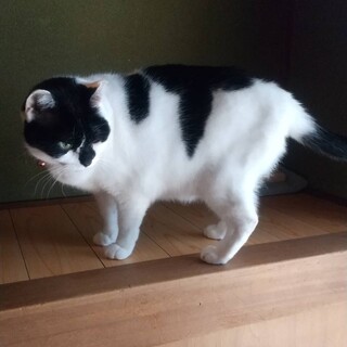 ※急募※ダンゴ　女の子　5歳　黒白