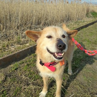 ボク、三吉！（サンキチ）