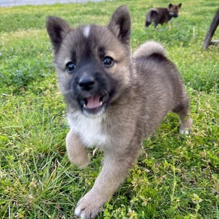 とても愛らしいお顔の【シゲちゃん】