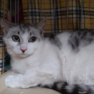 ちょっとシャイ　でも撫でてもらうの好きぎんじろう