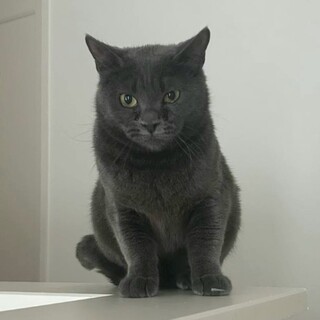 人馴れ修行中ポテッと見えたりシャープに見えたり