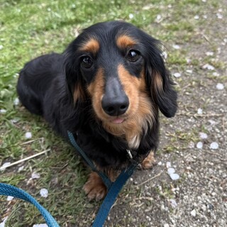 寂しがりやで甘えん坊のダックス、クロミちゃん