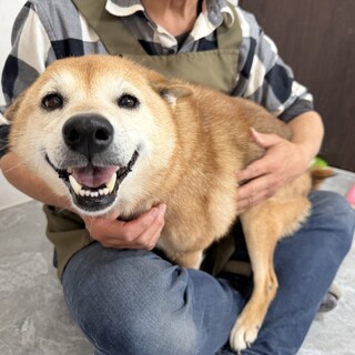 ずっとニコニコしてる柴犬、います♪