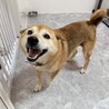 ずっとニコニコしてる柴犬、います♪