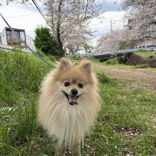 【お願い】里親募集