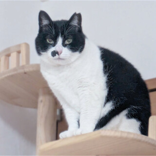 女優顔のツン甘女子❤️やすこちゃん