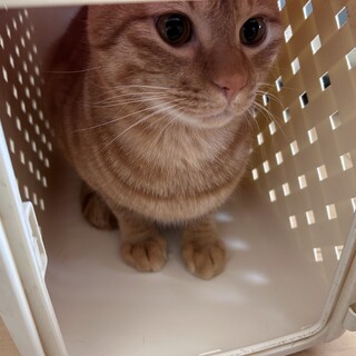 元気いっぱいで人懐っこい茶トラ シンバ