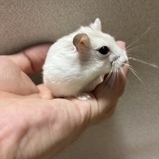 生後1ヶ月半！　ジャンガリアンハムスター里親募集中