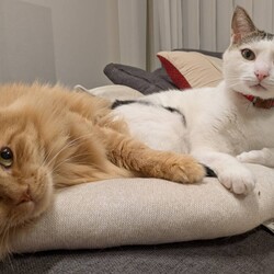 おきなわ美ら猫❤譲渡会 in 天白区一軒家会場