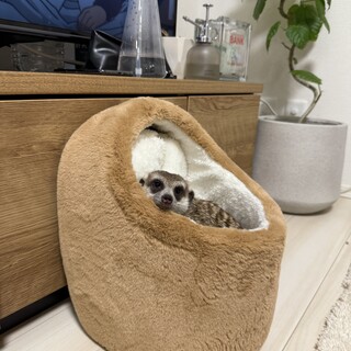 臆病な子です。