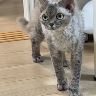 大切に育ててくださる里親様を探しています（女の子）