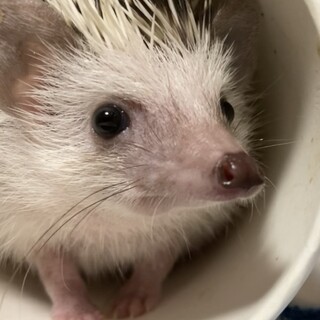 大切に育ててくださる里親様募集