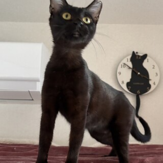 一室閉じ込め現場から保護◇ららちゃん