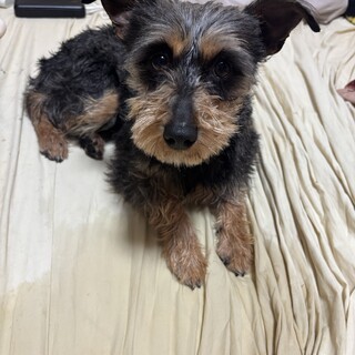 元気で、可愛いピンシャーとシュナウザーのmix