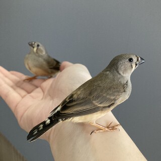 キンカチョウ　ヒナ2羽