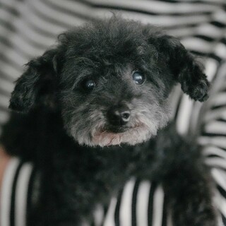 人が大好き！子熊のぬいぐるみのような男の子