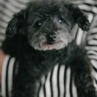 人が大好き！子熊のぬいぐるみのような男の子