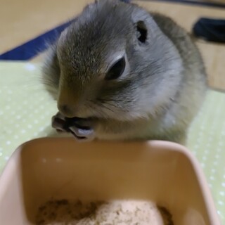 リチャードソンジリス（現在交渉中です）