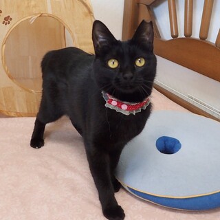 【4/12東銀座】ララちゃん★１歳10ヵ月♪