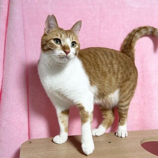 【4/12東銀座】カネマンくん★１歳半♪