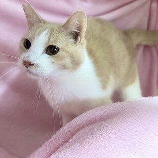 【4/12東銀座】きなこくん★６歳♪