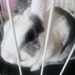 お願いしますミニウサギ　女の子２才　人懐っこいです