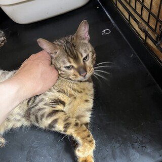 ベンガル雌　伊勢市