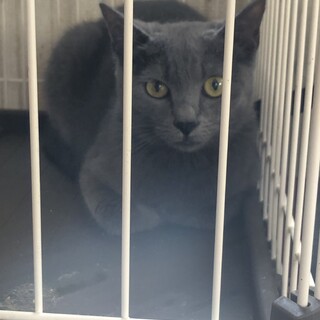 グレー　⭐︎  クレア