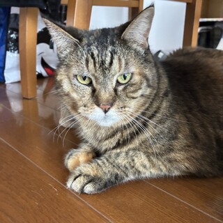 シニア◼️穏やかな麦わら色のサツキさん