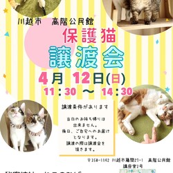 秘密結社ねこのひげ♡保護猫譲渡会