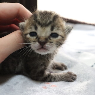 【子猫】生後2〜3週｜一生懸命生きてる小さな命です