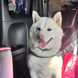 1歳散歩大好きな柴犬の男の子