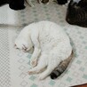 引っ越しで飼い主さんと別れたメロンちゃん サムネイル2