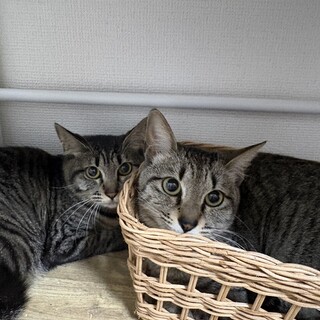 1才姉妹のキジトラ