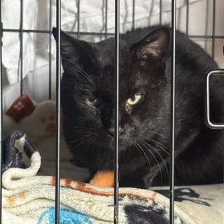 黒猫さんお譲りします