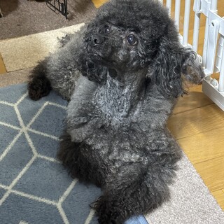 里親募集中です