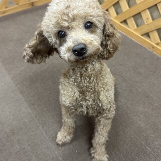 プードルの女の子