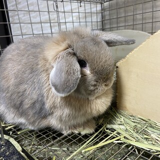 ホーランドロップ