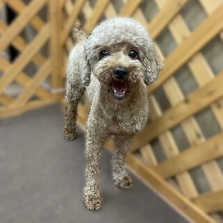 プードルの女の子