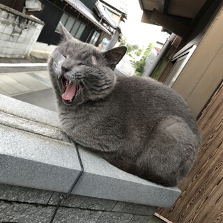 人慣れした成猫です