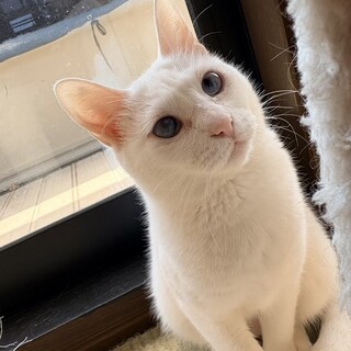 ブルーアイが綺麗な真っ白な女の子ふきちゃん