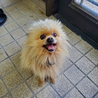 おとなしくて、甘えん坊です。