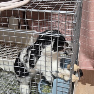 ネザーロップイヤーの里親様探してます。