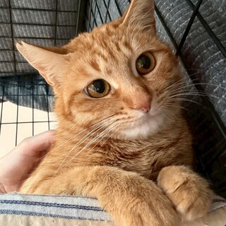 甘えん坊でフレンドリーな茶トラの女の子❤️