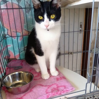 人馴れ抜群お子様オッケー星5⭐︎⭐︎⭐︎⭐︎⭐︎