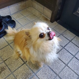 元気いっぱいで、なつっこいです。