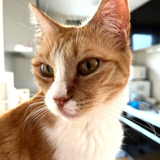 甘えたおっとり美猫の花子さん