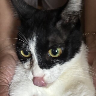 至急????ハチワレの女の子。